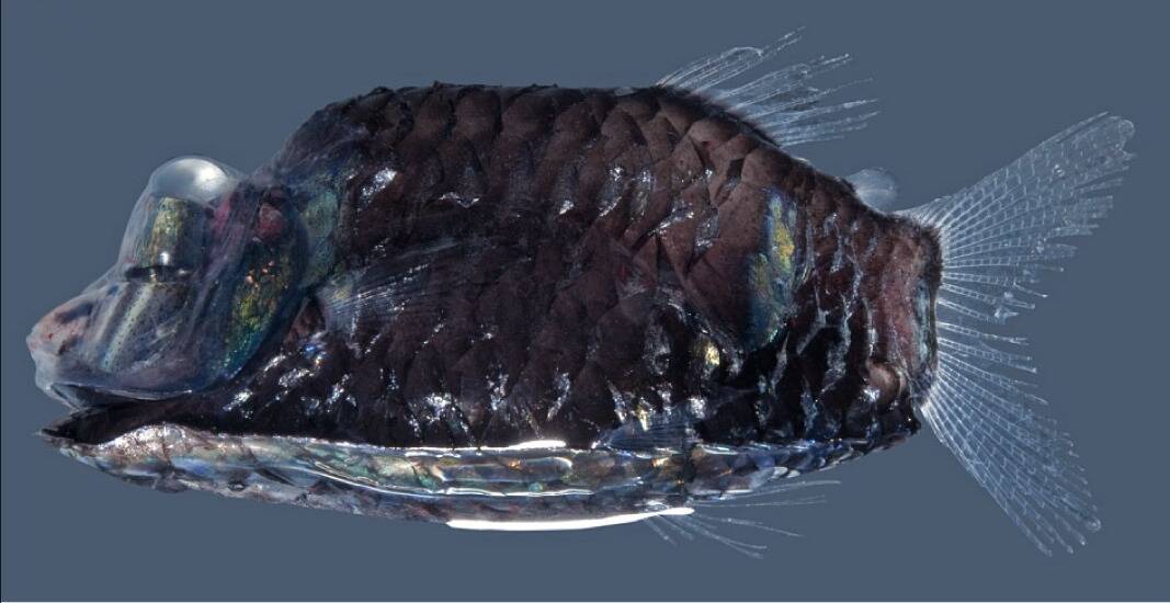 Opisthoproctus_soleatus_fresh