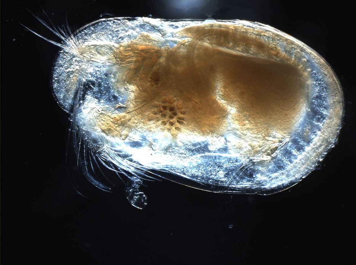 Ostracod