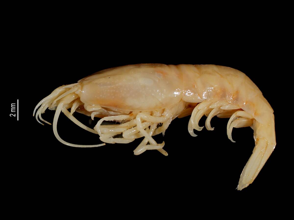 Rimicaris_exoculata_(MNHN-IU-2014-22822)