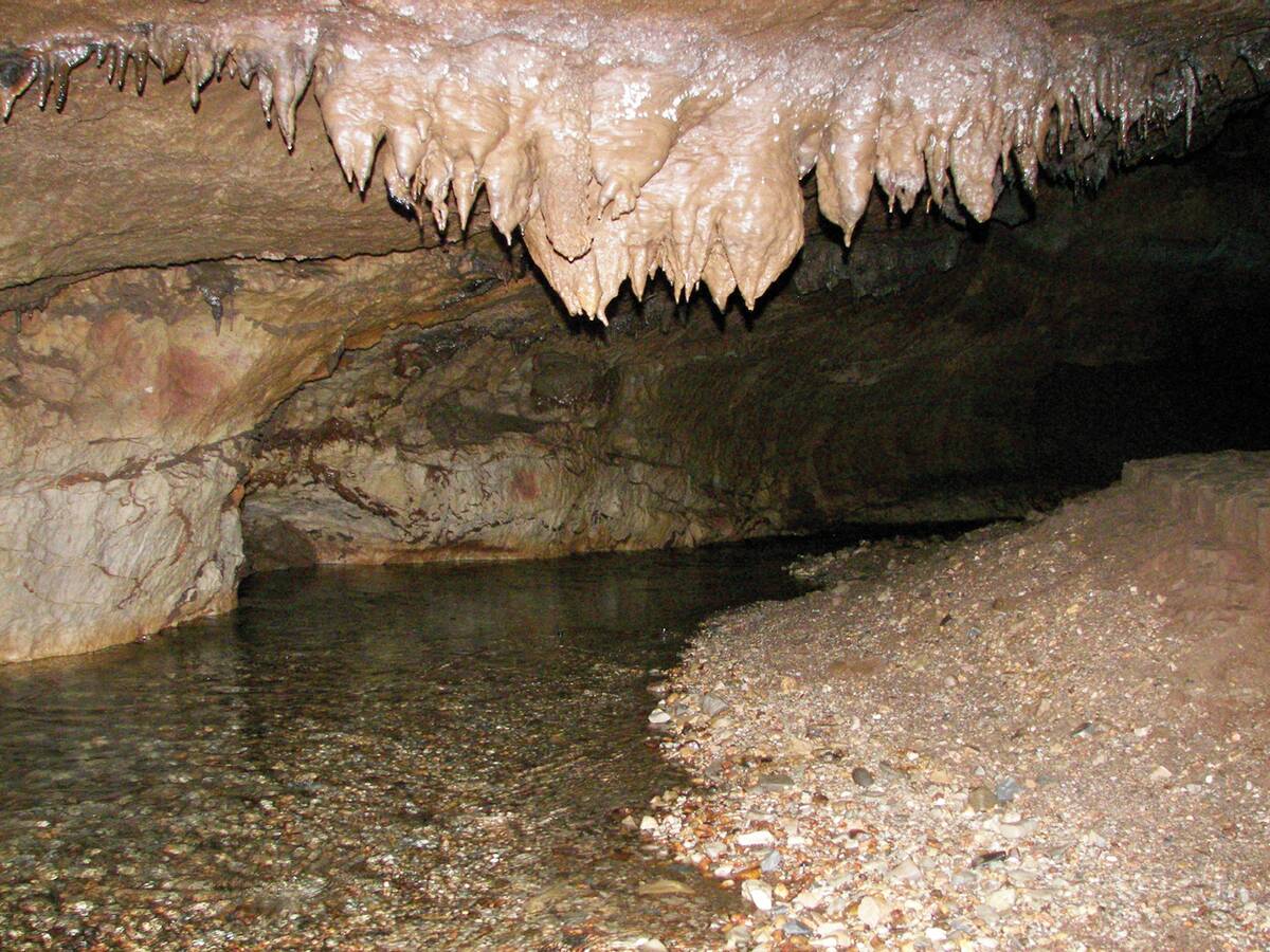 Soprador_do_Carvalho_Cave_(10.3897-zookeys.813.29765)_Figure_7