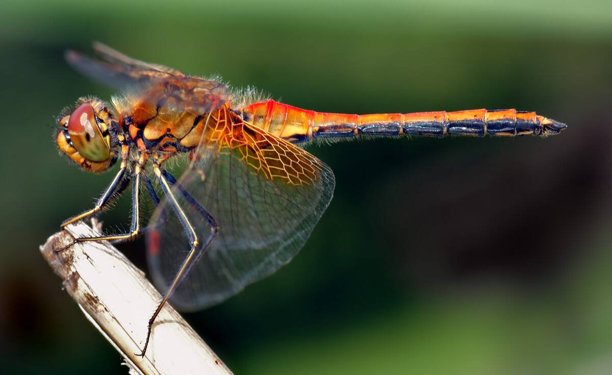 Sympetrum_flaveolum_ side_(aka)