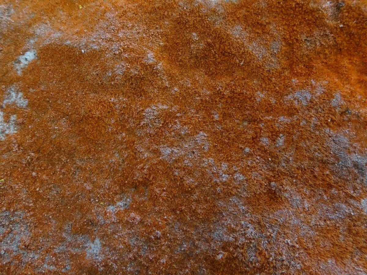 Trentepohlia_umbrina_T85_(1)