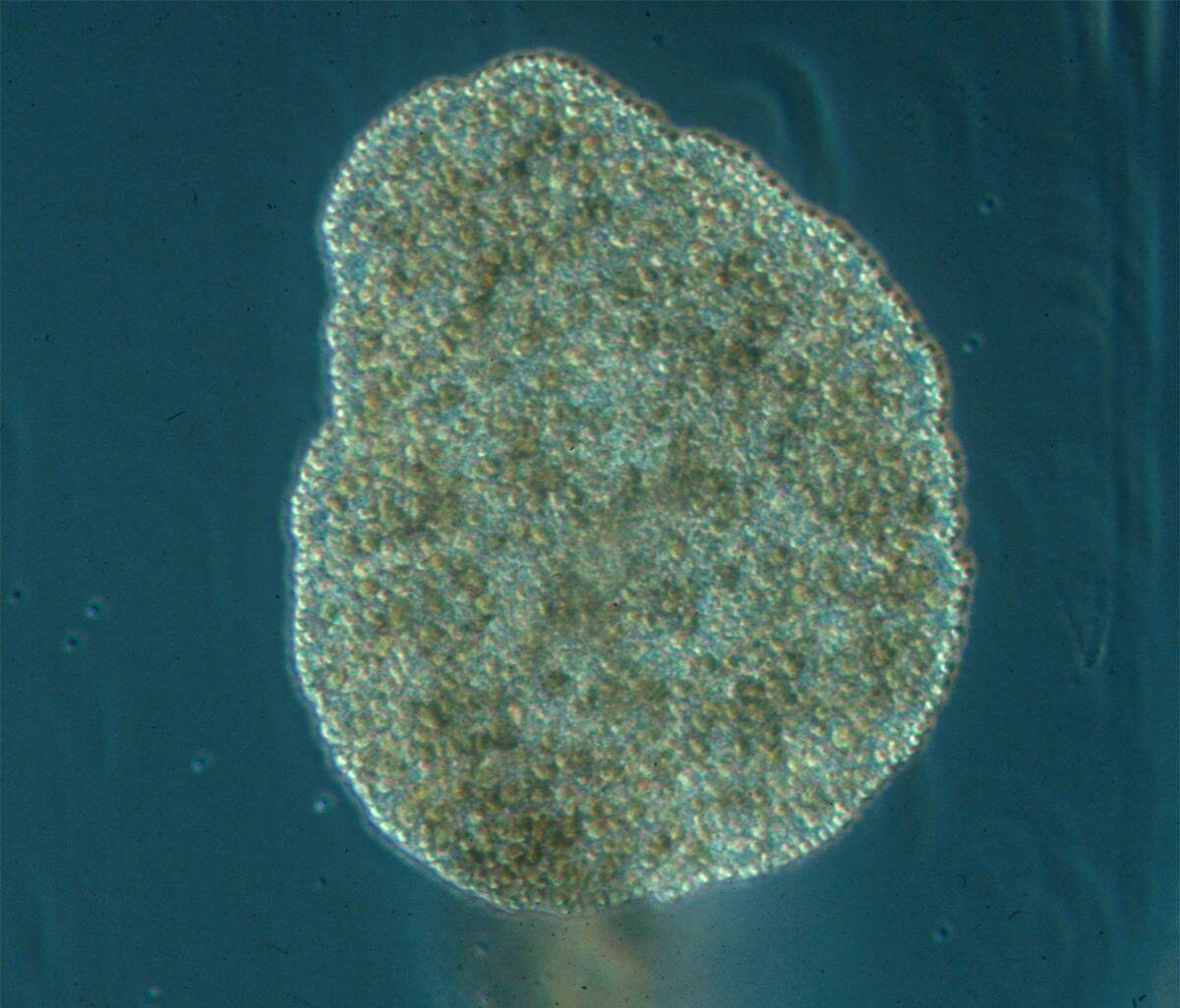 Trichoplax_adhaerens_photograph