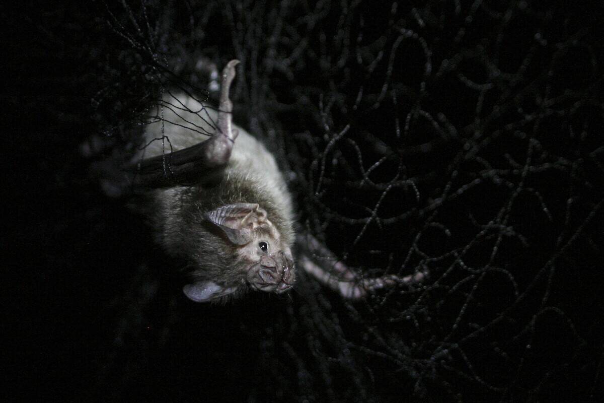 A bat, caught in a net for research