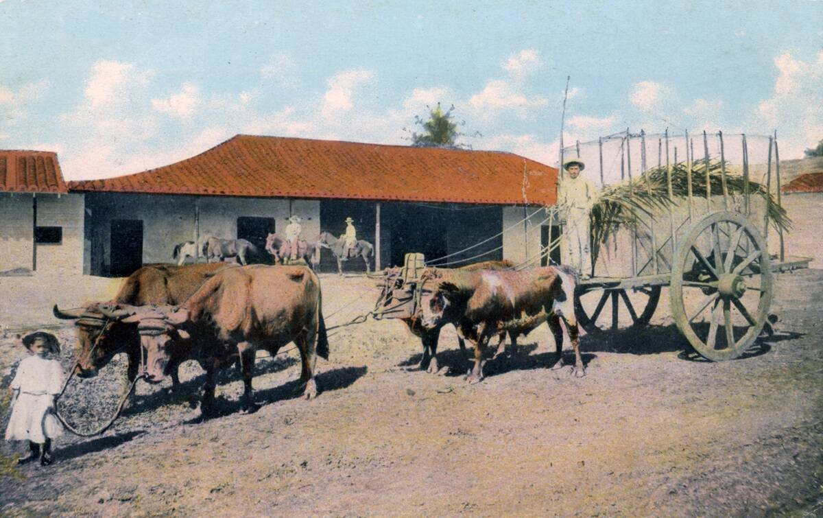 A Cuban ox team, early 20th century.Artist: Harris Bros & Co.