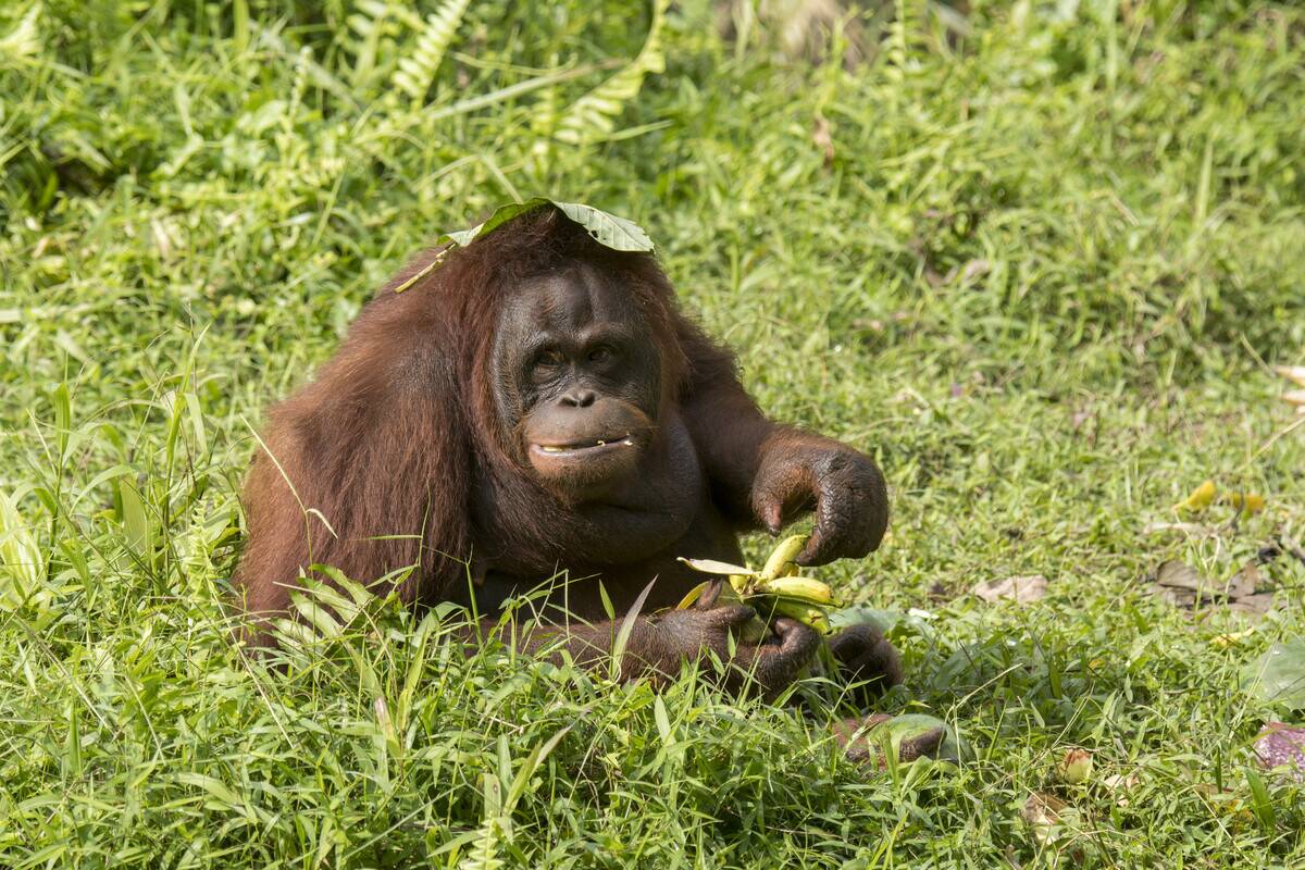 A female Orangutan (Pongo pygmaeus) is using a leave on her...