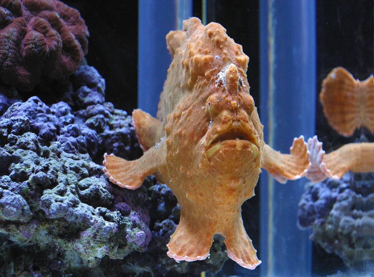 A frogfish (antennarius spp.) braces its
