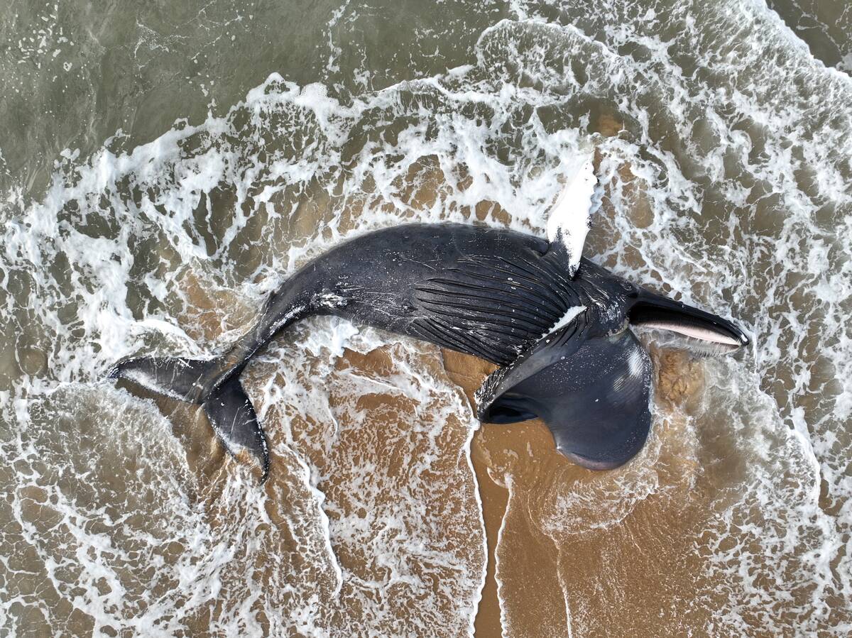 A juvenile humpback whale washed ashore near 10th Street in Newport Beach