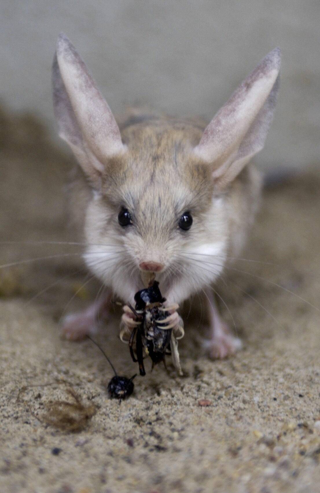 A long-eared jerboa (Euchoreutes naso) o