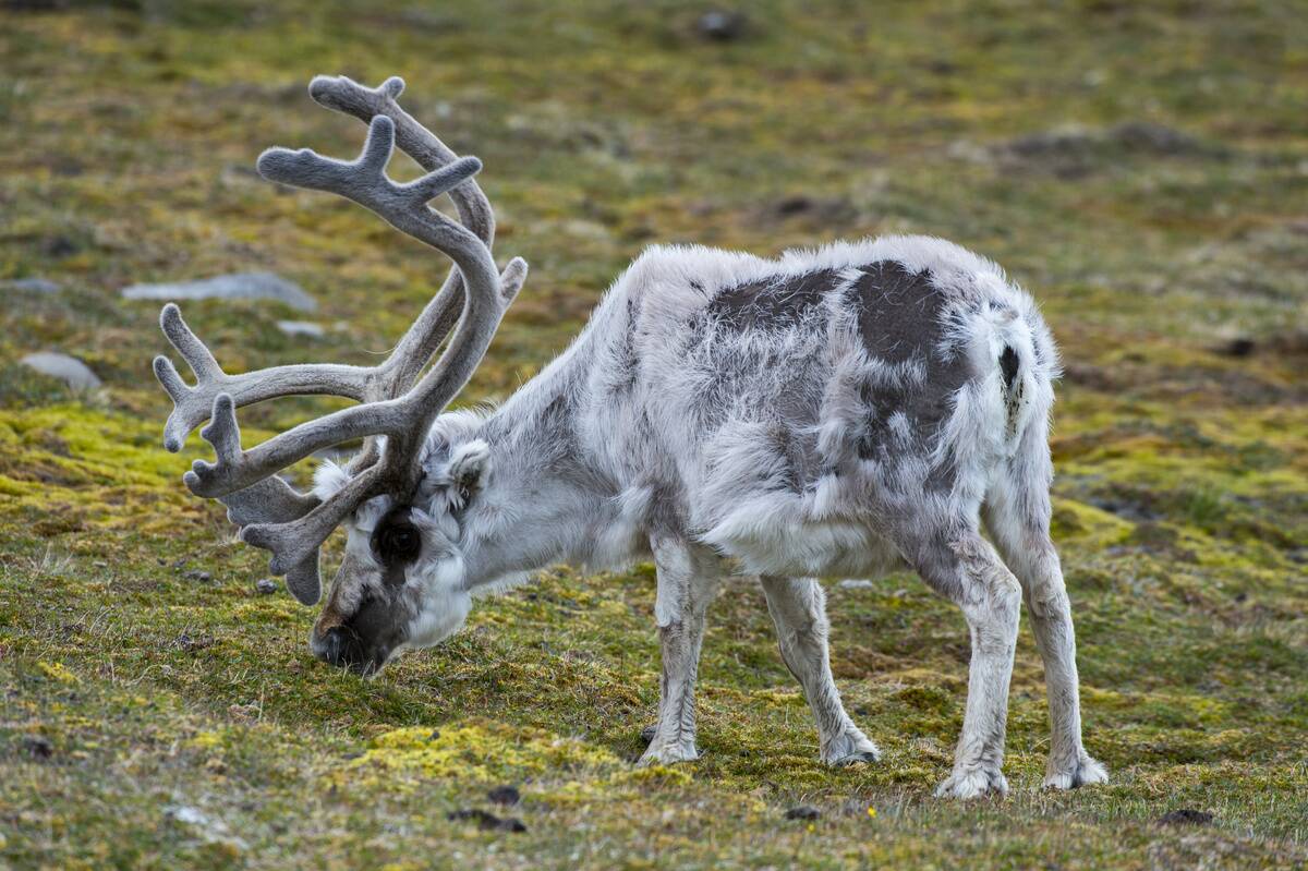 A male Reindeer (Rangifer tarandus) is grazing on the tundra