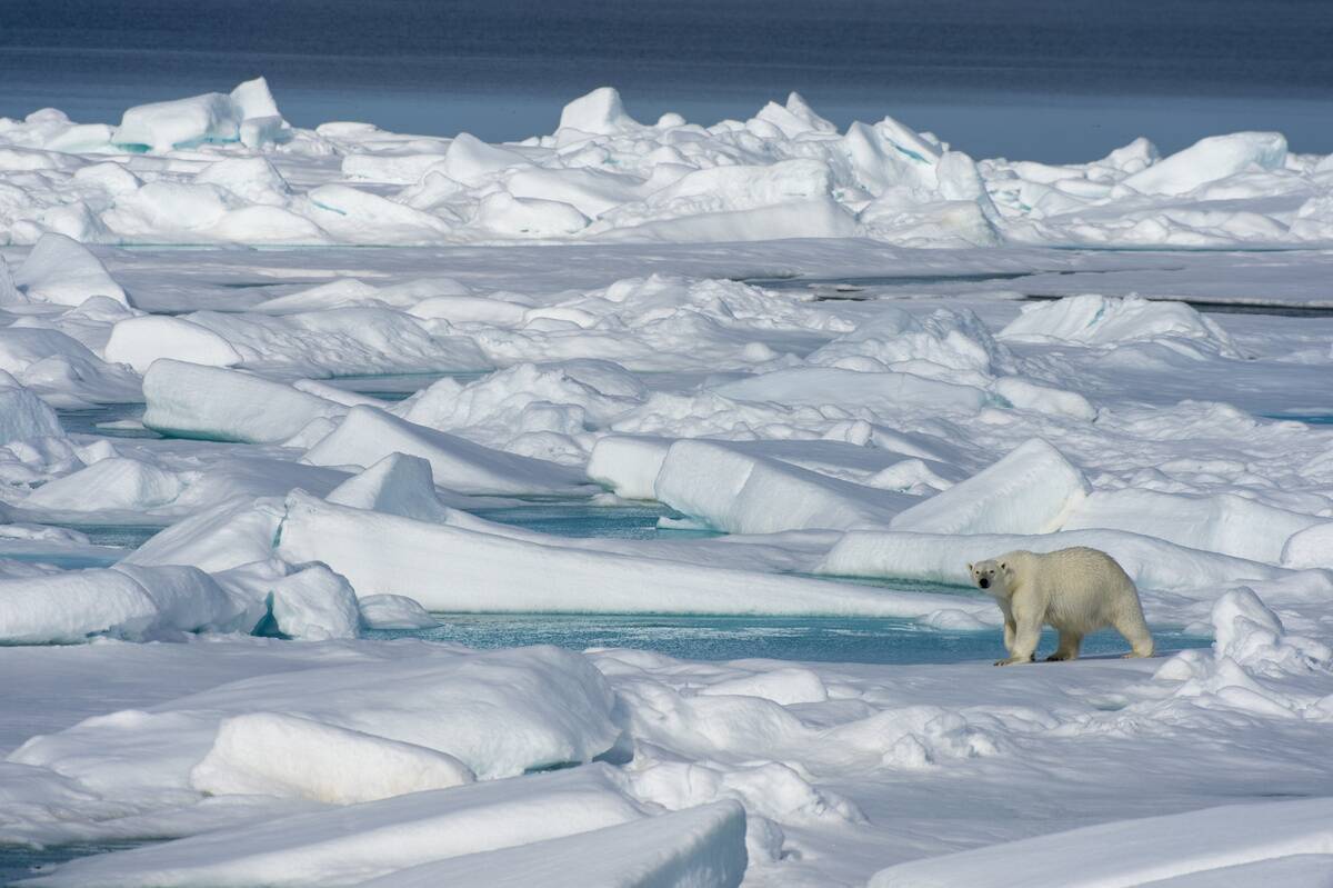 A polar bear (Ursus maritimus) is walking on the pack ice...