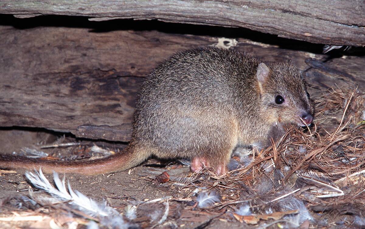 A rare Burrowing Bettong (Bettongia lesueur harvey