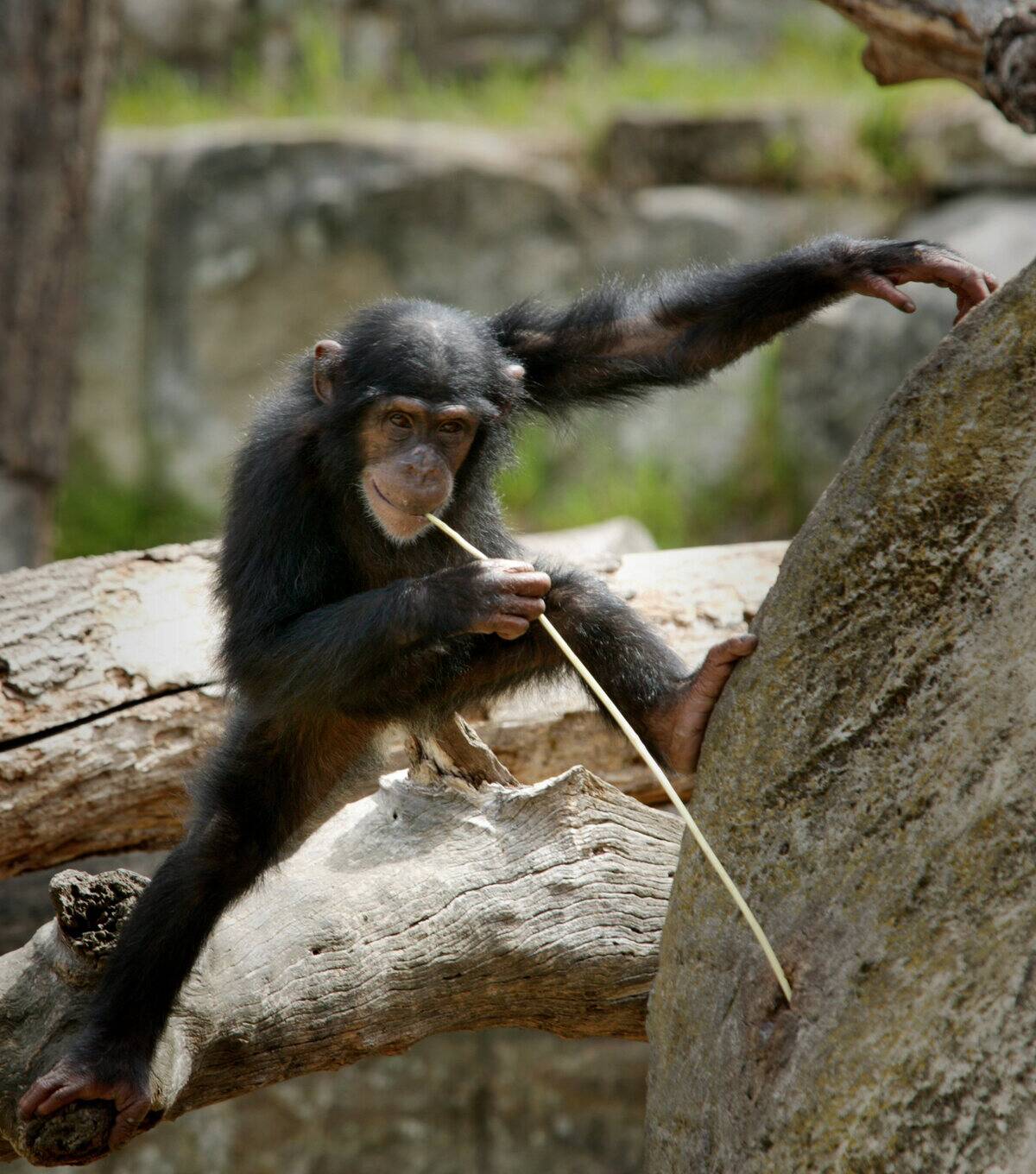 A young chimp has fashioned an implment to extract termites from the hollow of a