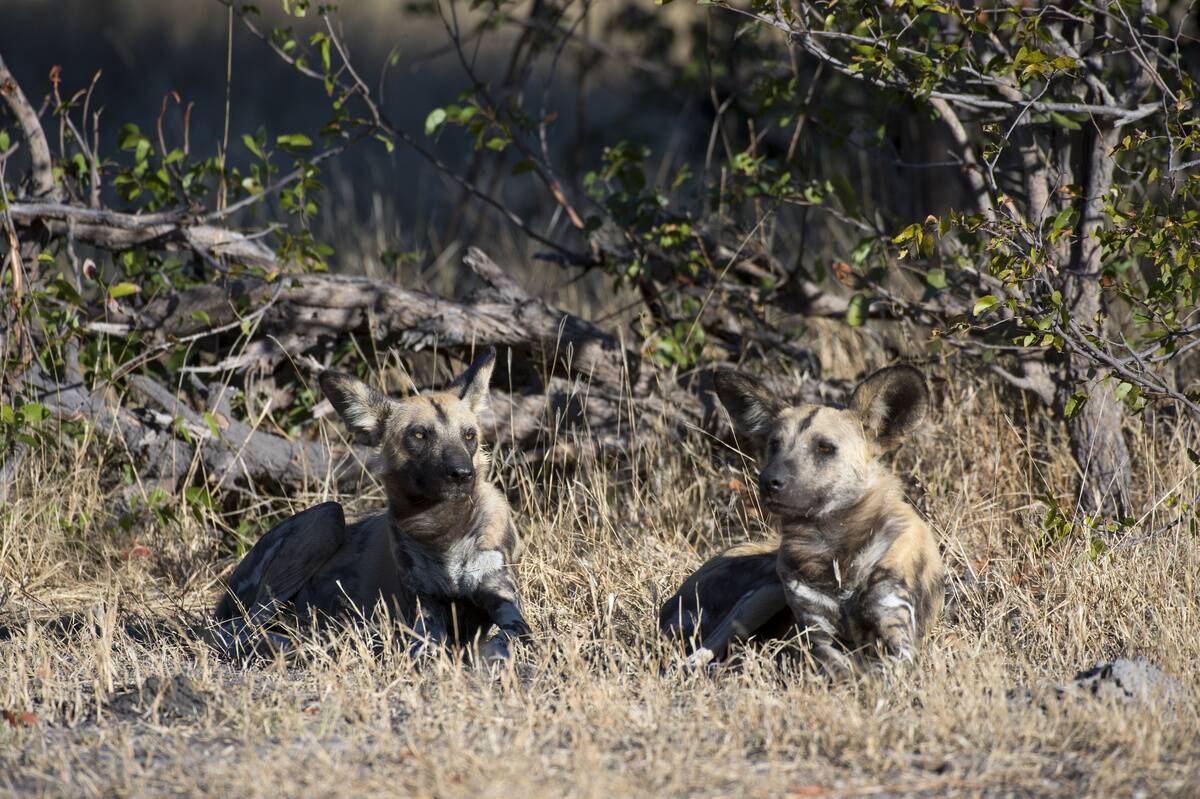 African wild dogs (Lycaon pictus) resting at the Linyanti...