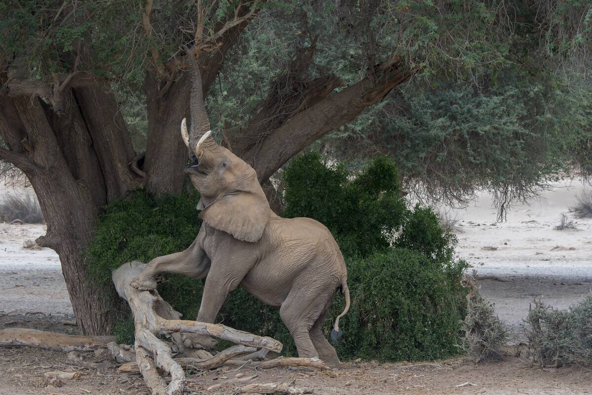 An African bull elephant (Loxodonta africana) is feeding on...