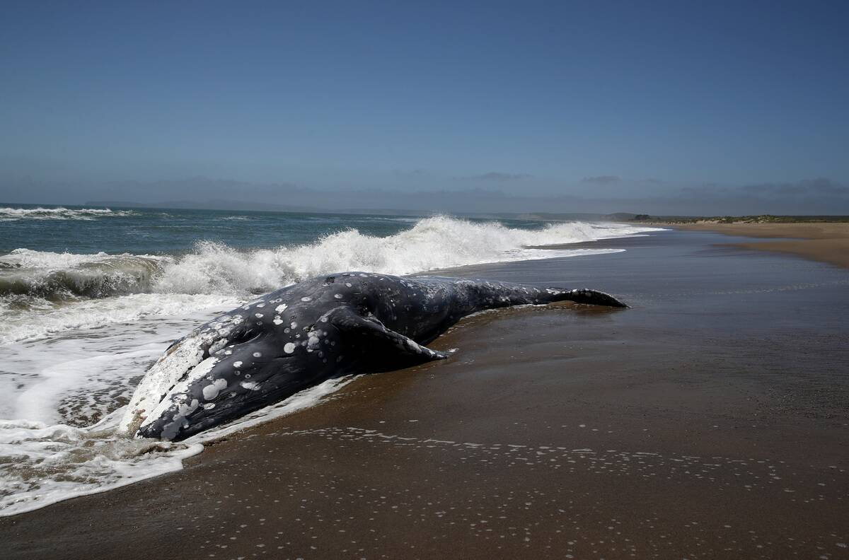 Another Dead Whale Washes Ashore In The San Francisco Bay Area