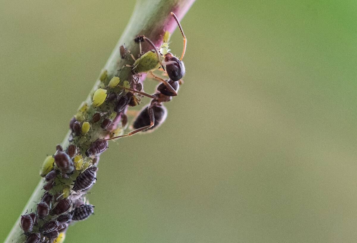 Ants milking aphids