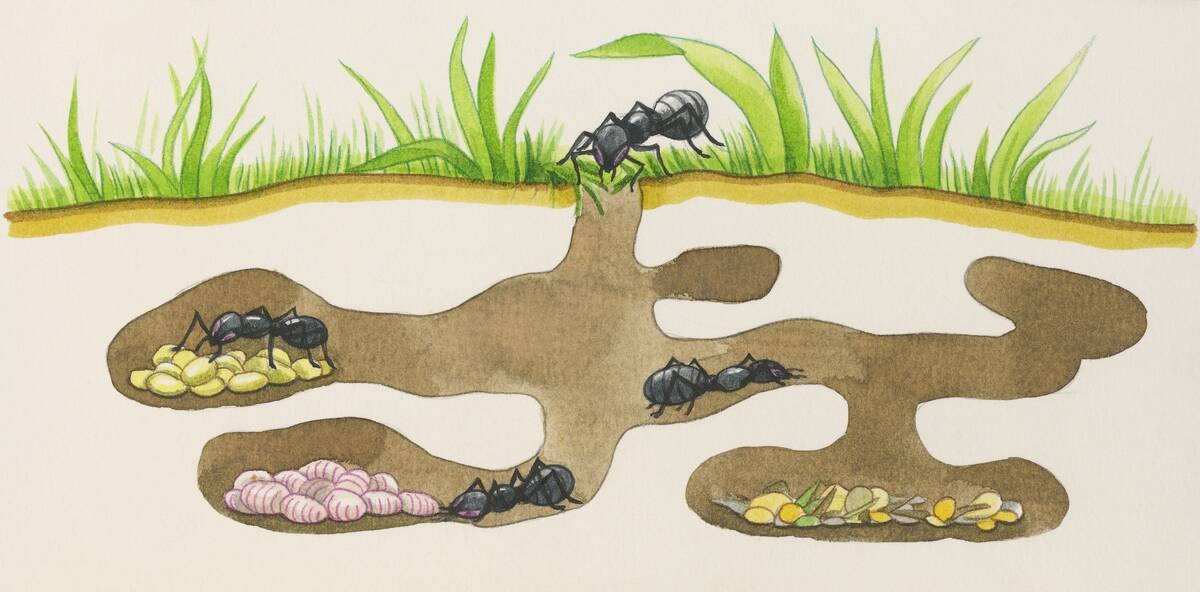 Ants' nest section, with food storage, drawing