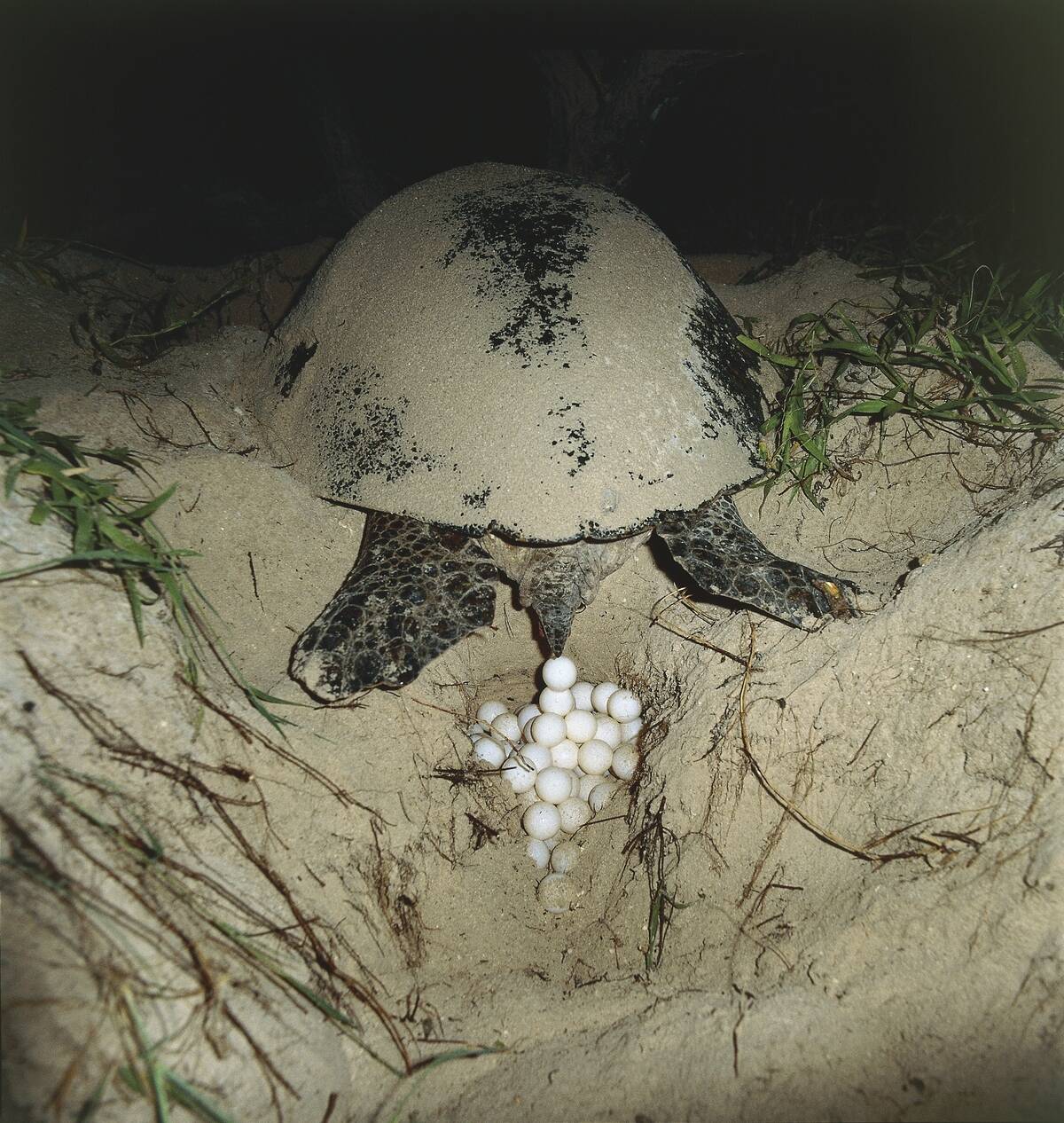 Australia, Queensland, Green turtle (Chelonia mydas)