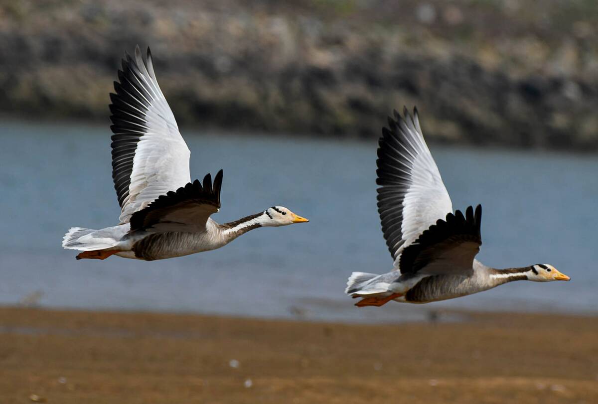 Bar-headed Goose Birds