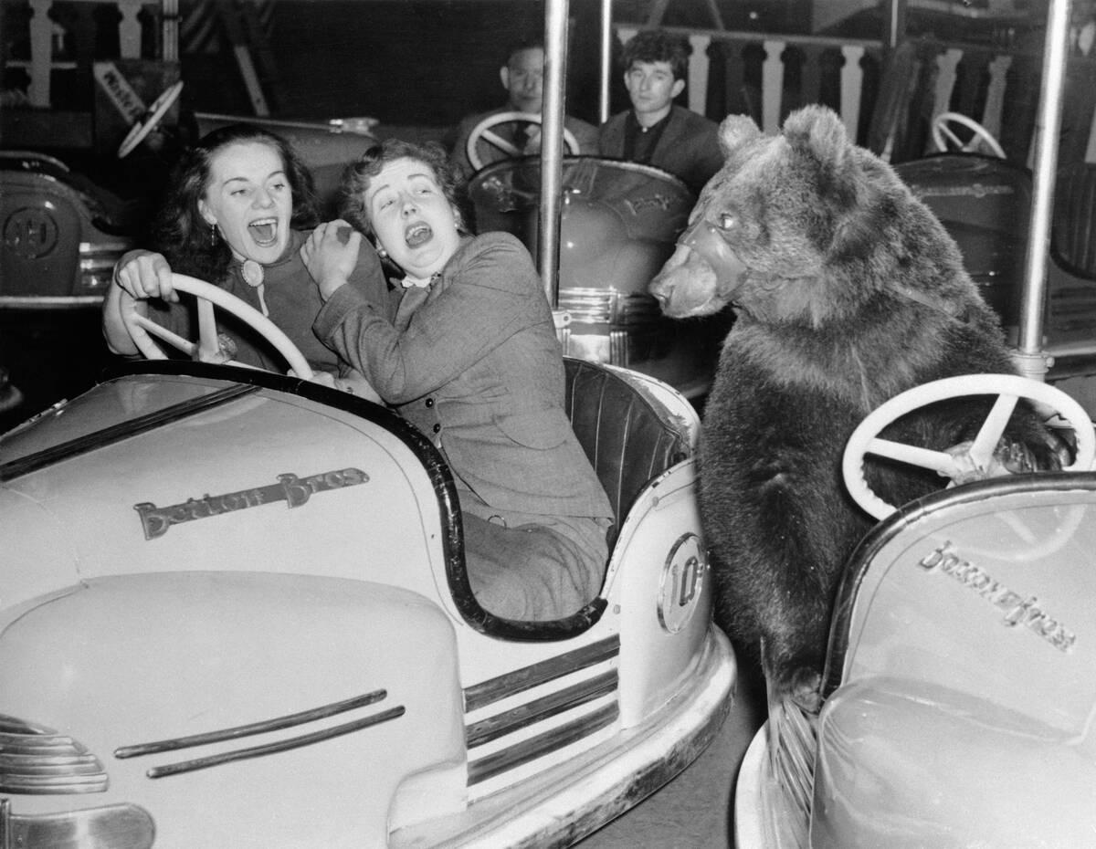 Bear Driving a Bumper Car