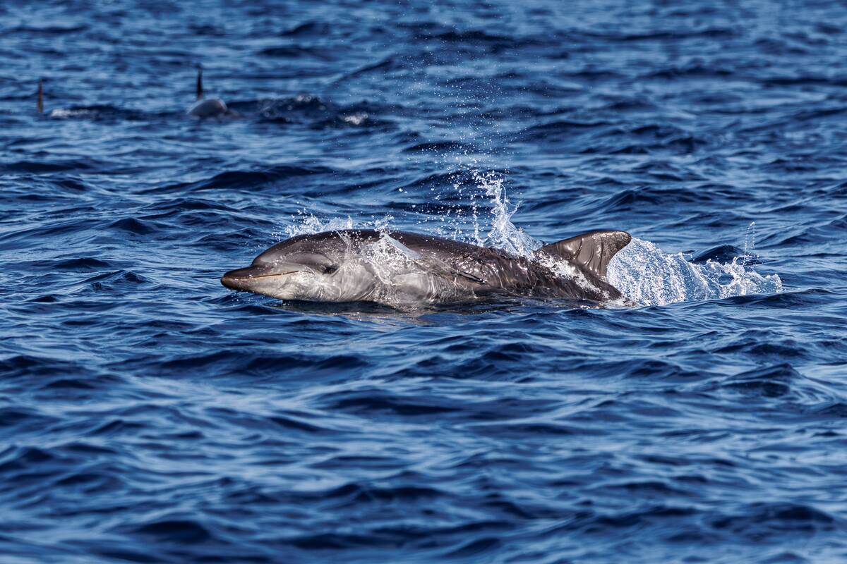 Big dolphin in the sea off the coast of Spain