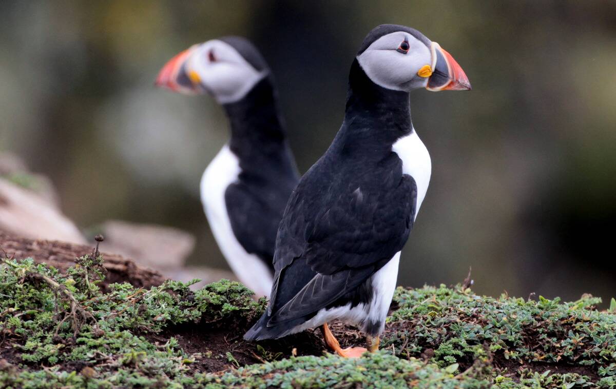 Bird Watchers Flock To Skomer Island To View The Puffins