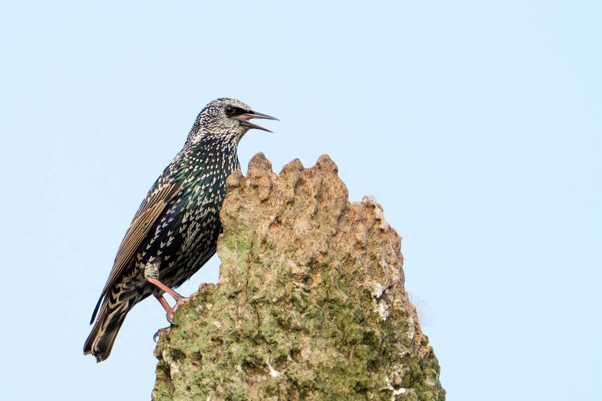 Birds Of Florida Wetlands