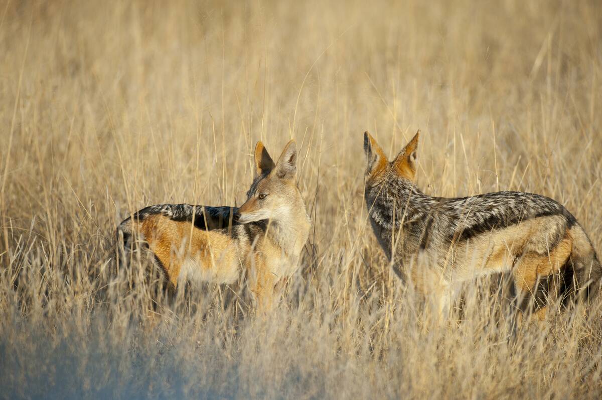 Black-backed jackals (Canis mesomelas) in grassland near...