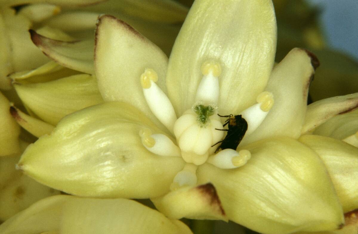 California yucca moth