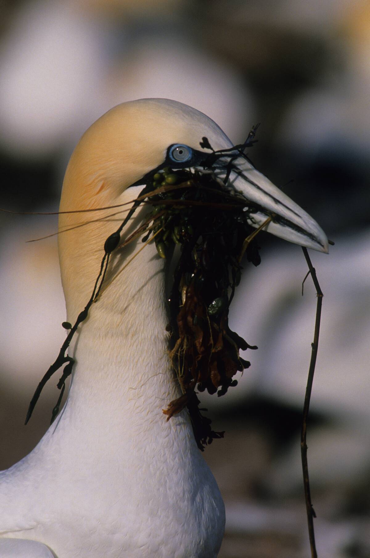 Canada, Quebec, Gaspe, Bonaventure Island, Gannet Colony,...