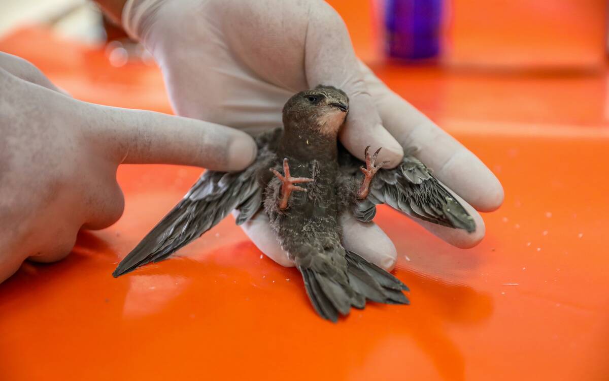Caring for wild baby birds found in nature in Turkiye's Diyarbakir