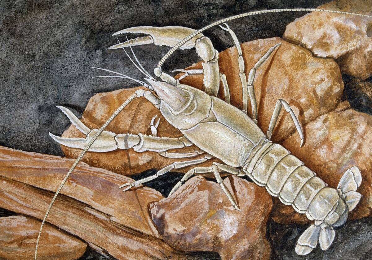 Cave Crayfish, Cambaridae