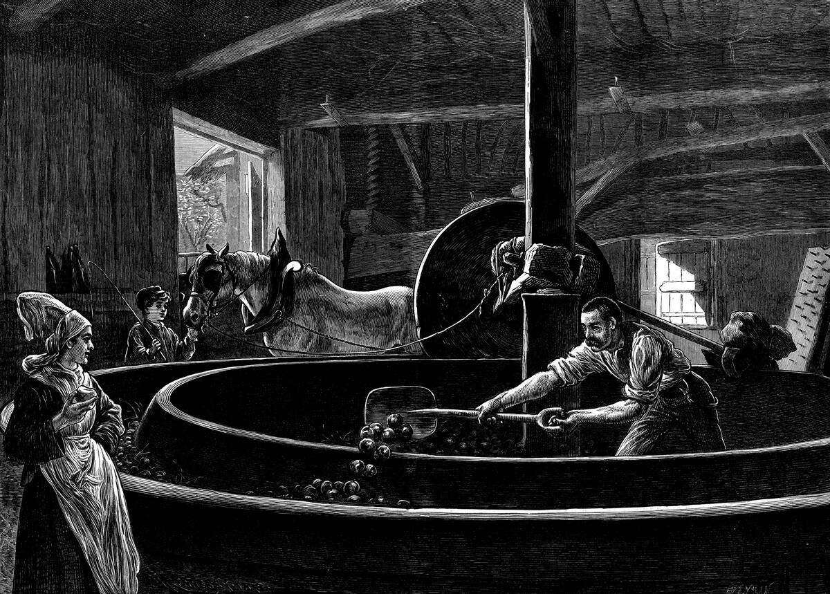 Cider-Making In Normandy