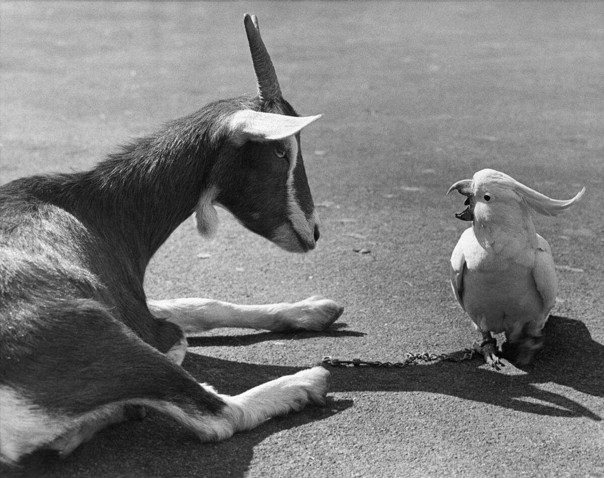 Cockatoo Talking to Seated Goat