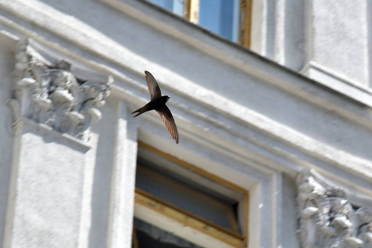 Common swift