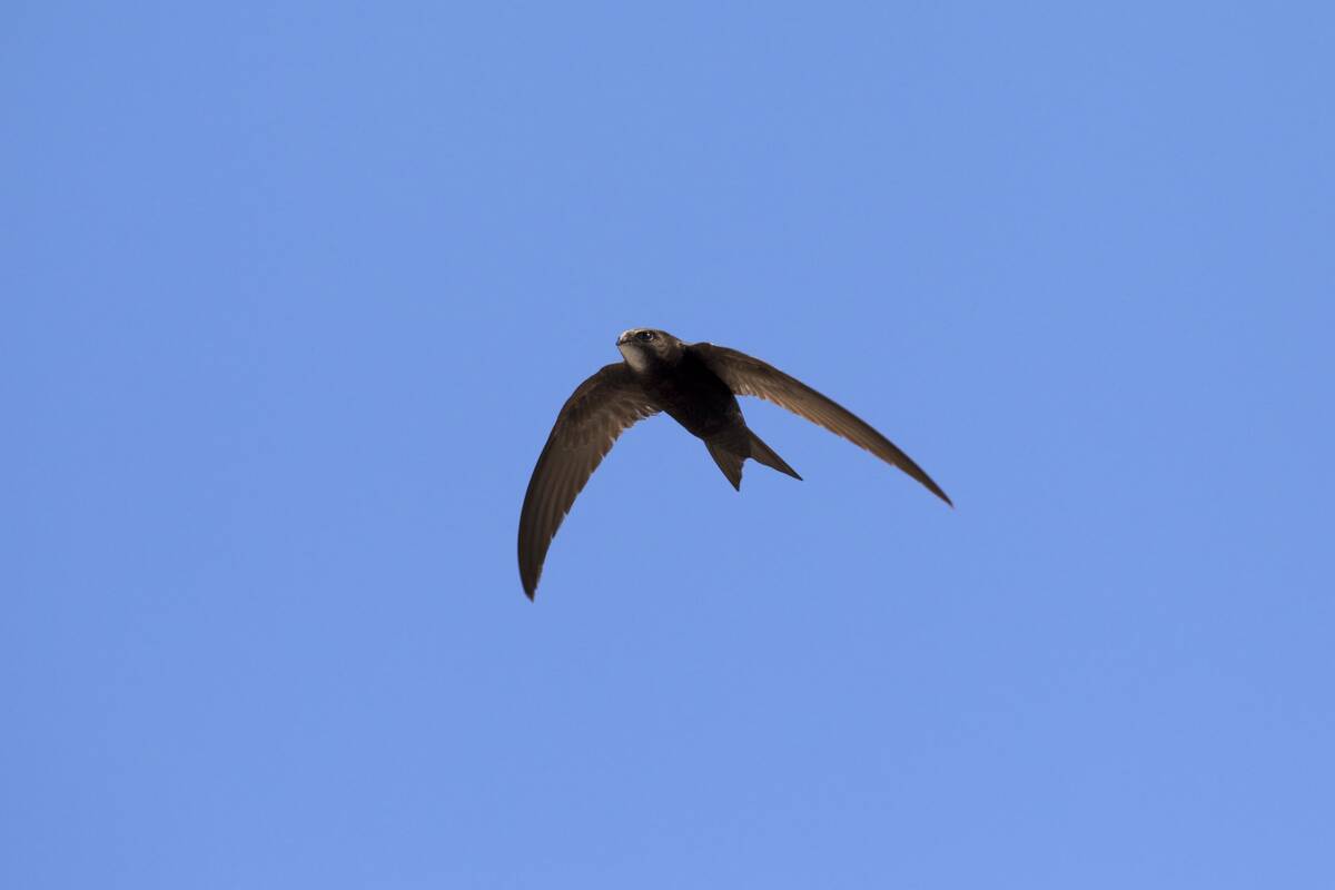 Common swift