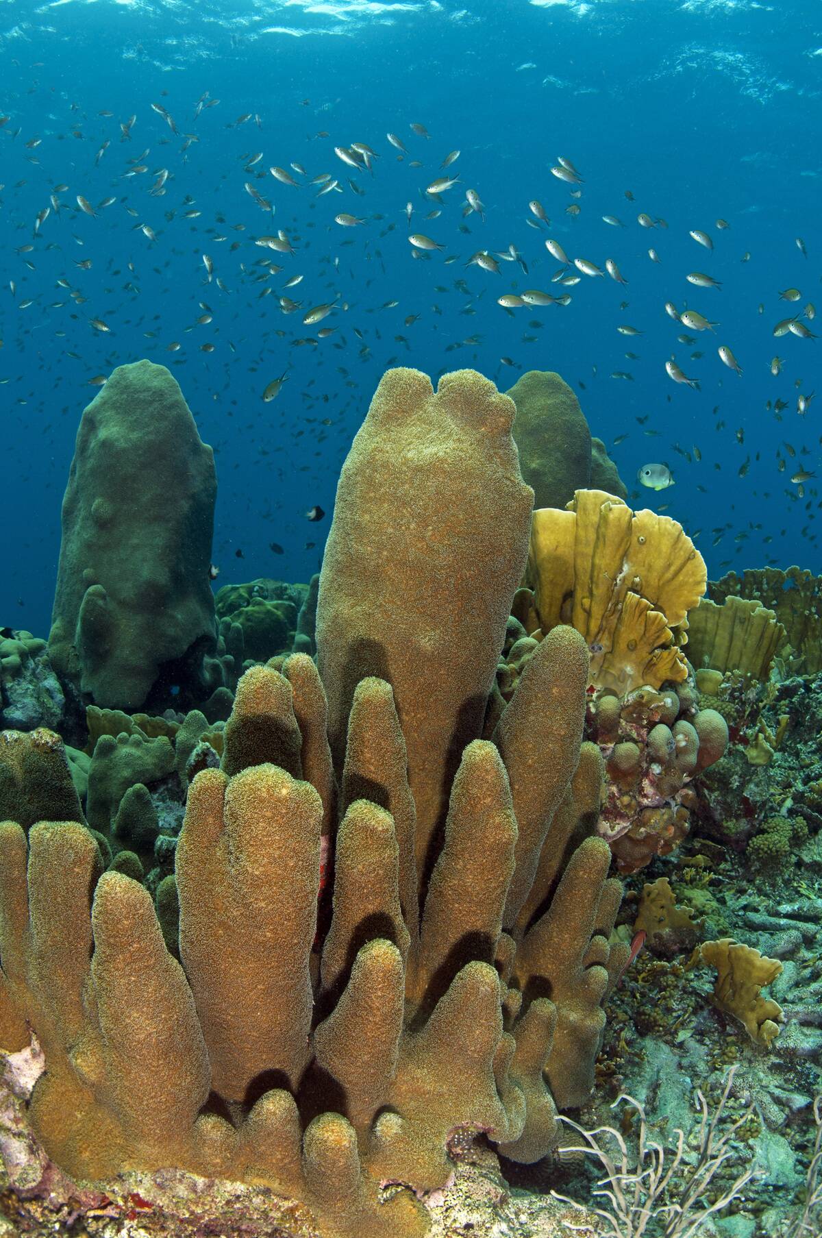 Coral reef scene showing pillar coral (Dendrogyra cylindrus) Curacao, Netherlands Antilles