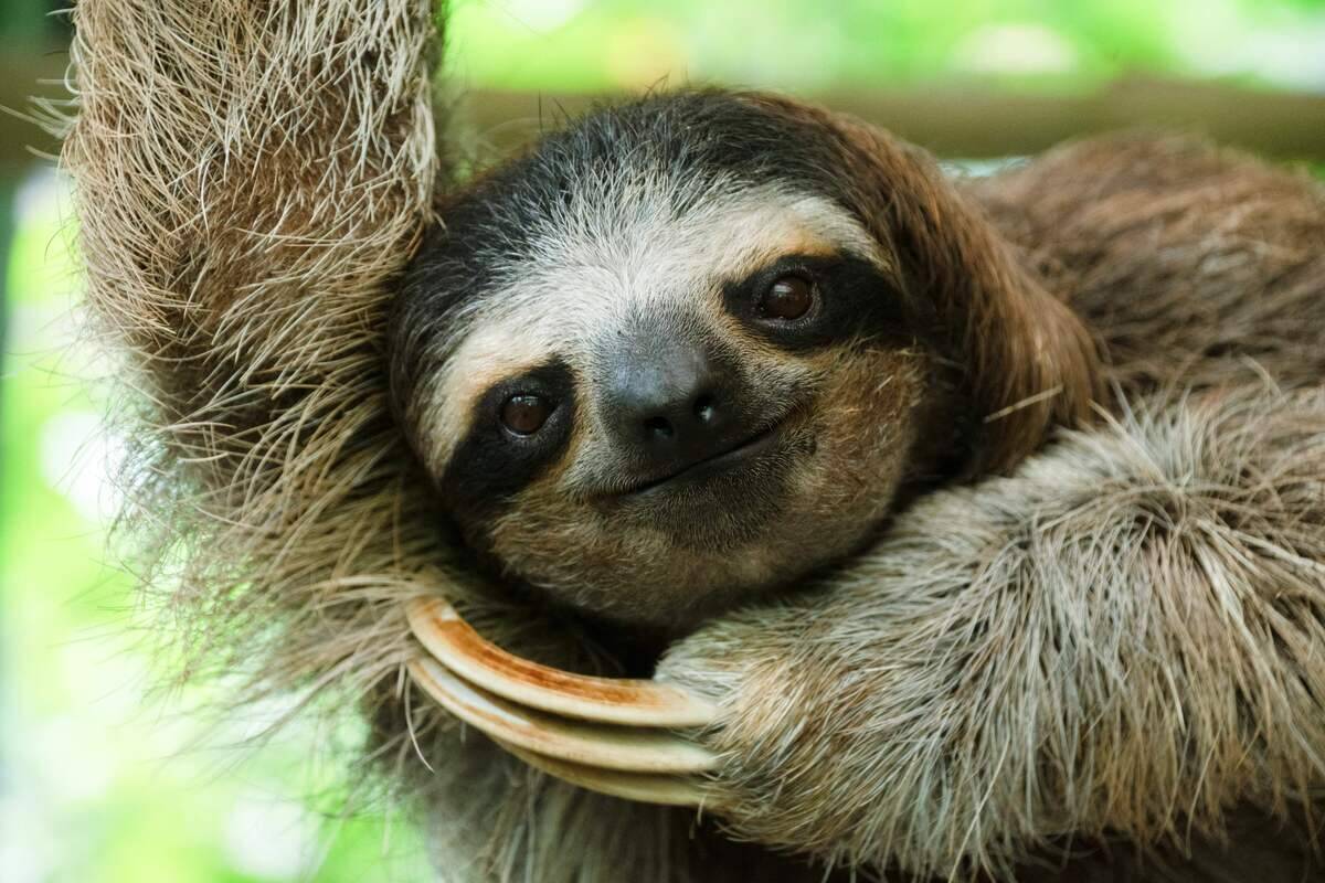COSTA RICA-ANIMAL-SANCTUARY-SLOTH-HEALTH-ANTIBIOTICS