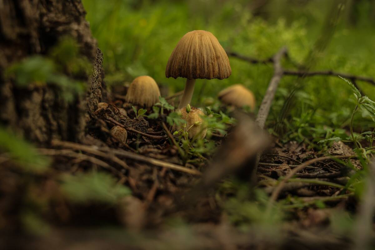 Daily Life In Kashmir