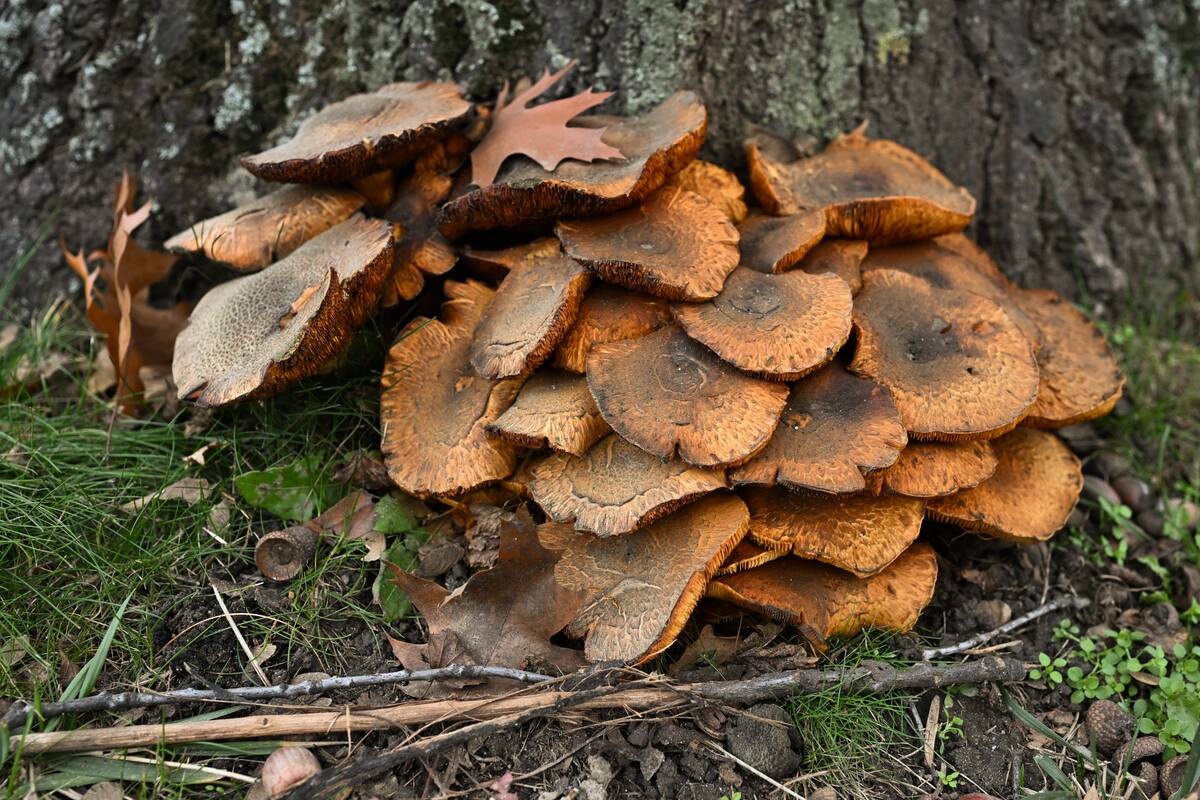 Daily Life In Rzeszow