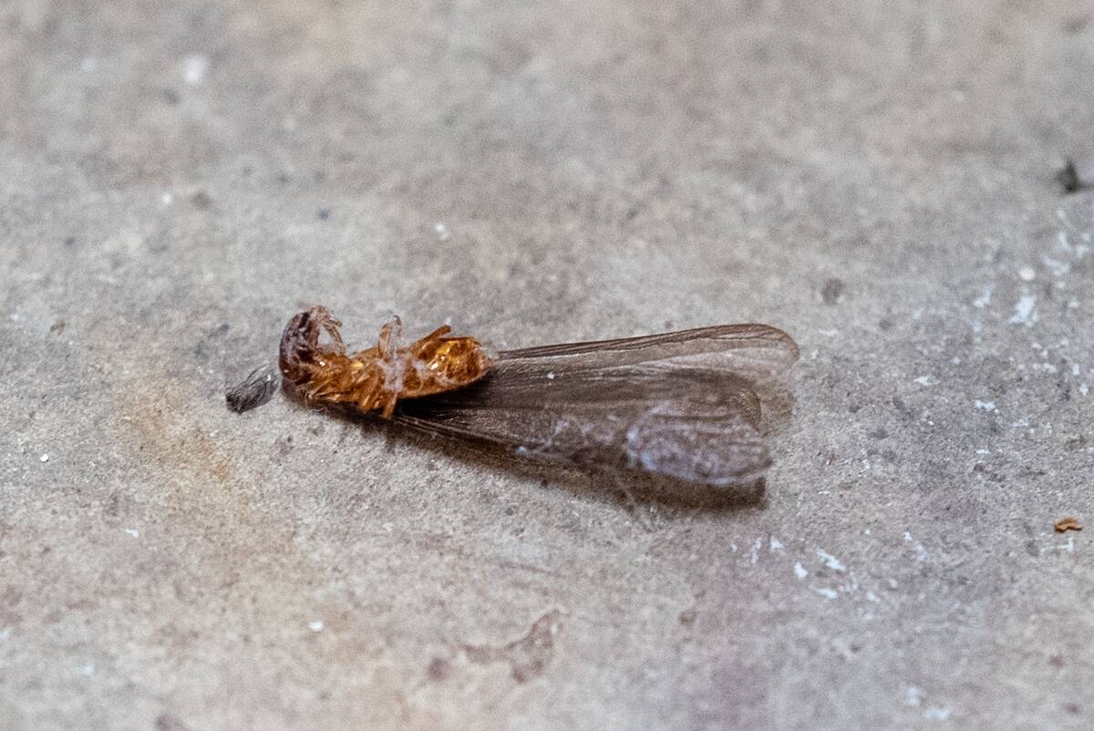 Dead Termite Swarmer