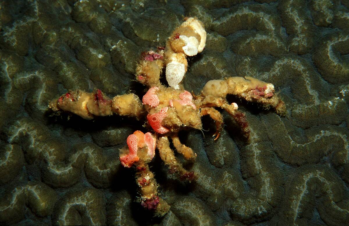 decorator crab, velcro crab, Camposcia retusa, Burma, Myanmar, Birma, Indian ocean, Andaman sea