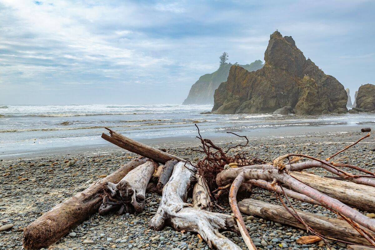 Driftwood on the Pacific Ocean beach near the large rock sea stacks at Ruby Beach in the Olympic National Park near Forks, Washington