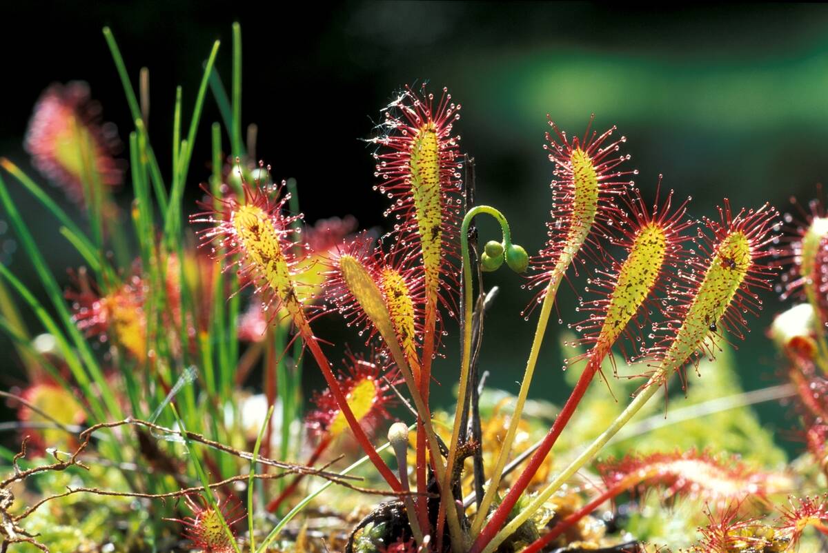 Drosera Rotundifolia. North Italy. Italy