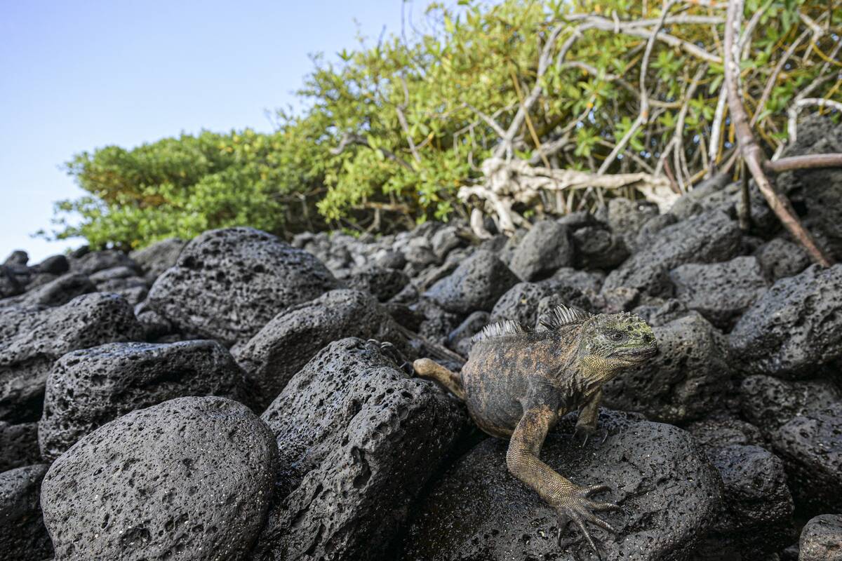 ECUADOR-ENVIRONMENT-GALAPAGOS-FISHING-OCEANS