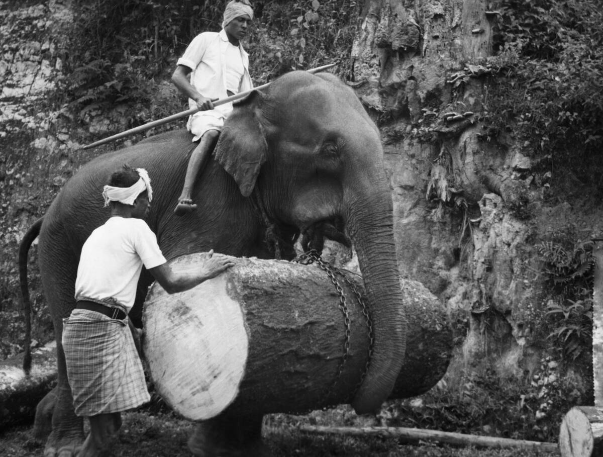 Elephant Carrying Giant Log Under Trunk