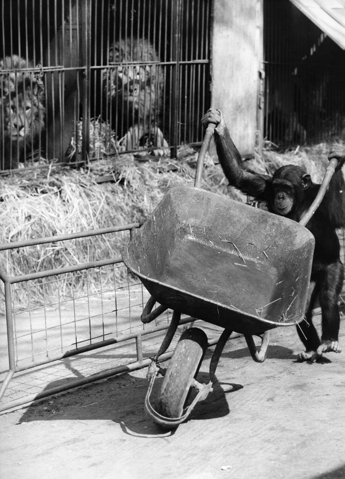 Federal Republic of Germany Chimpanzee with a wheelbarrow in front of a lion cage. - Photographer: Jochen Blume- undatedVintage property of ullstein bild