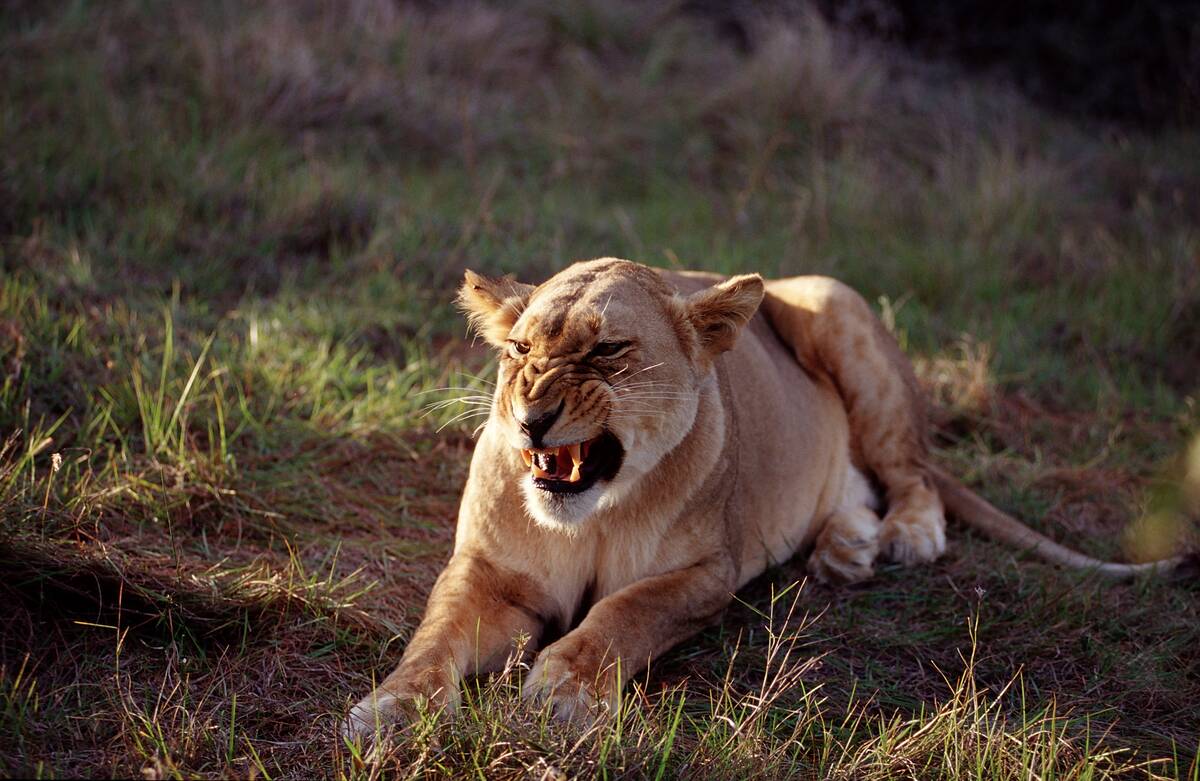 Female, Lion, Panthera leo, South Africa, Schotia Game Park