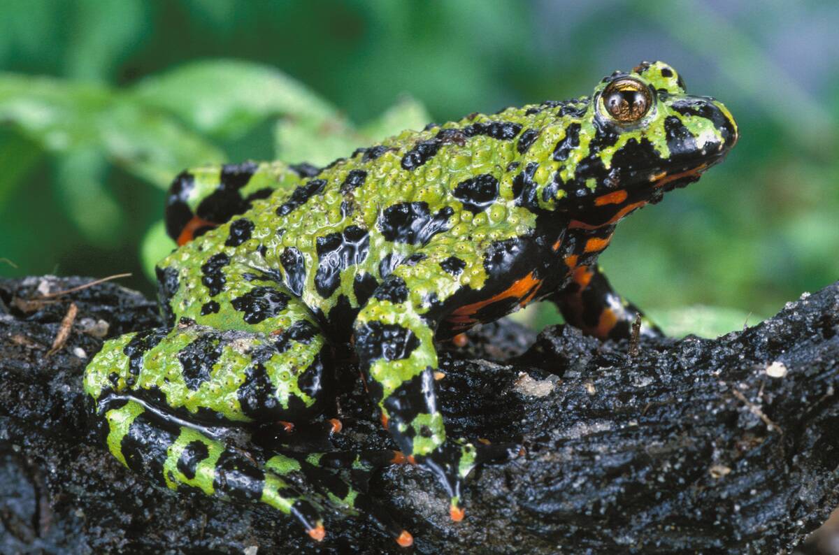 Fire-bellied toad, Bombina orientalis